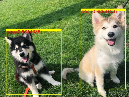 ML.NET detected two dogs in the photo, using ONNX